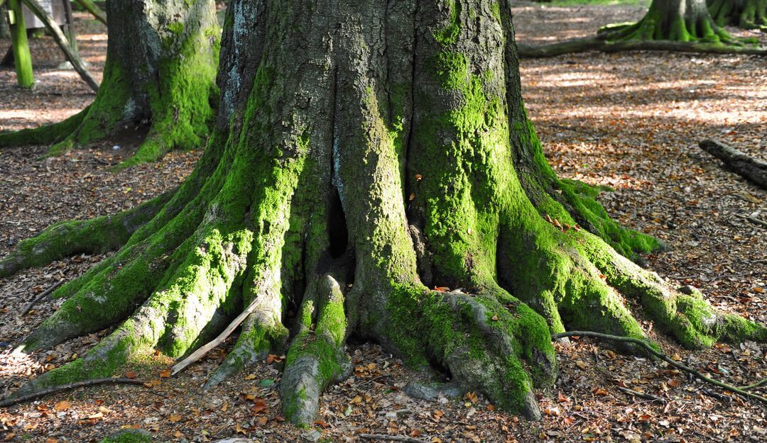 Baumbestattung auf dem Waldfriedhof | Bildquelle: © Tom Bayer - Fotolia.com