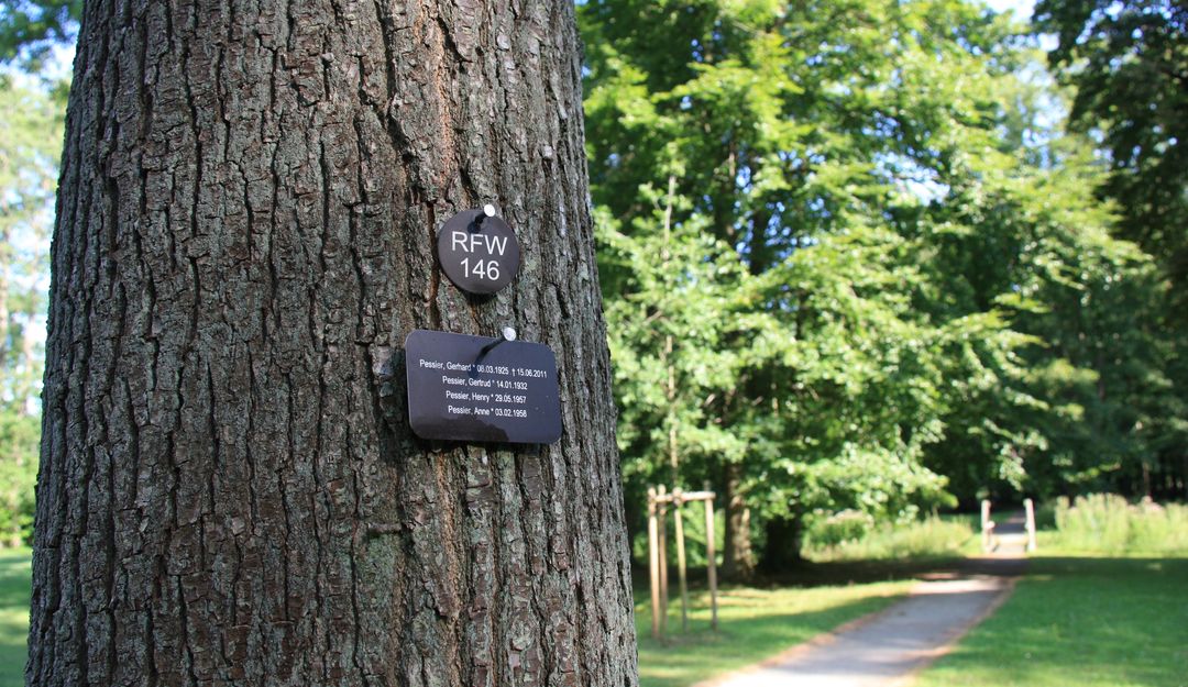 Statt eines Grabsteins werden kleine Tafeln mit den Daten an den Baum angebracht. | Bildquelle: © Stilvolle Grabsteine