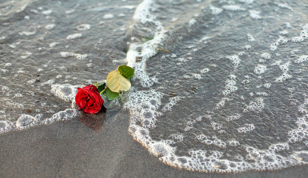 Rote Rose zum Abschied des Toten am Strand | Bildquelle: © twystydigi – Fotolia