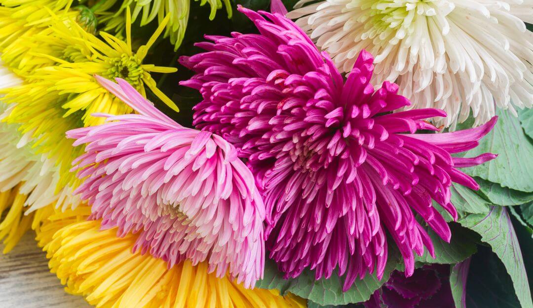 Chrysanthemen sind beliebte Herbstblumen und in vielen verschiedenen Farben erhältlich. | Bildquelle: © neirfy - Fotolia