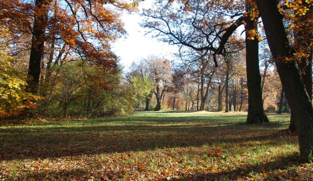 Anonyme Waldbestattungen sind ebenfalls eine Variante | Bildquelle: © Stilvolle Grabsteine