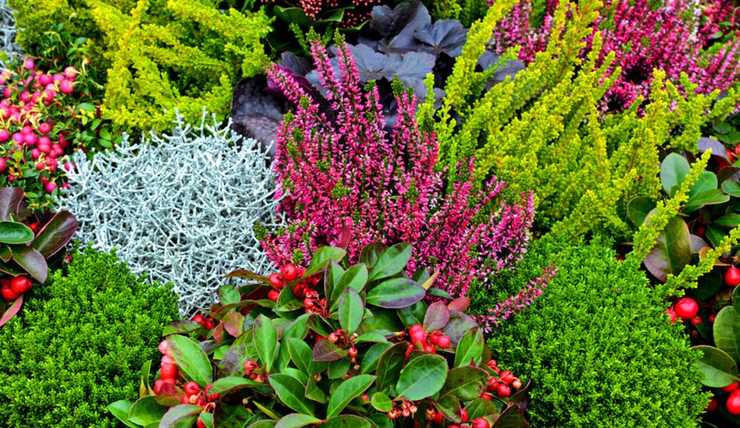 Im Herbst sollten Sie Pflanzen auswählen, die auch bei niedrigeren Temperaturen überdauern können und schön aussehen. | Bildquelle: © Stefan Körber - Fotolia