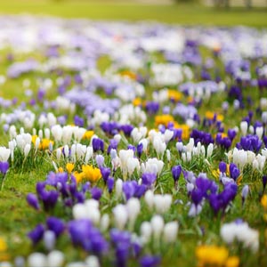 Eine Grafik zu Grabblumen und Grabpflanzen im Frühling