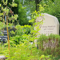 Sommerliche Grabgestaltung Grabbepflanzung Beispiele Ideen Bodendecker Einzelgrab Erfurt Hochheim Friedhof