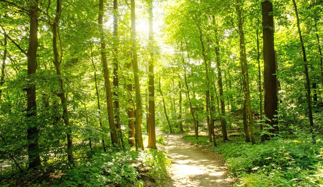 Waldfriedhof