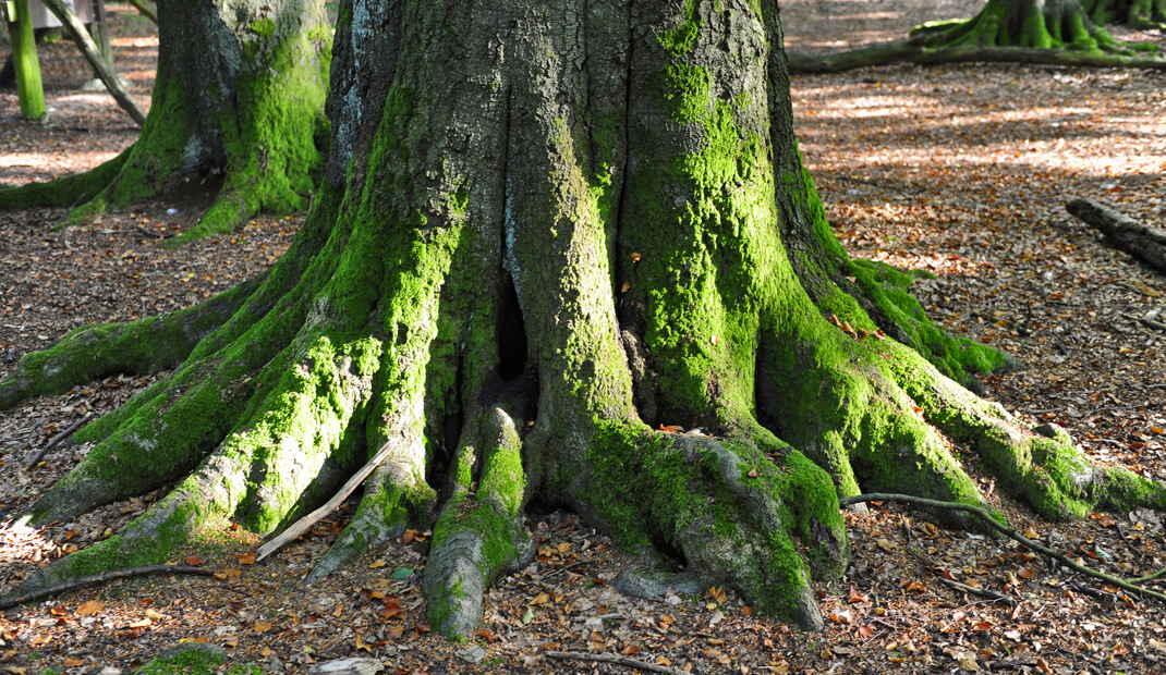 Baumwurzeln auf einem Waldfriedhof