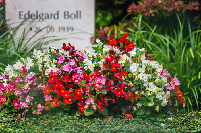 Sommerliche Grabgestaltung mit vielen Blumen und Bodendeckern.