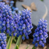 Die Traubenhyazinthen (Muscari) sind pflegeleichte Frühlingsblüher mit charakteristischen  traubenförmigen Blütenständen. Auf diesem Grab setzen sie mit ihren tiefblauen bis lila Glöckchen leuchtende Akzente inmitten der bodendeckenden Pflanzen.