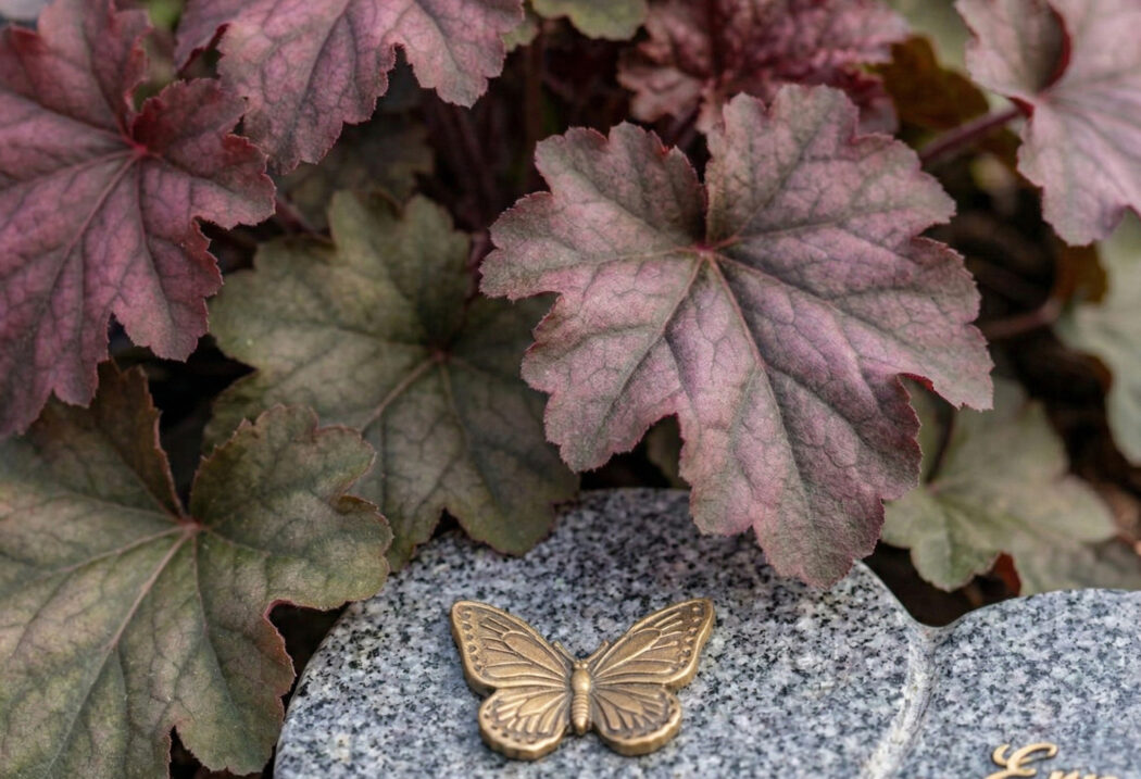 Das Purpurglöckchen (Heuchera) besticht durch seine dekorativen  rötlich-violetten Blätter. Als robuste Blattschmuckpflanze sorgt es das ganze Jahr über für beständige Farbstrukturen und bildet einen harmonischen Kontrast zu den blühenden Frühlingsboten.