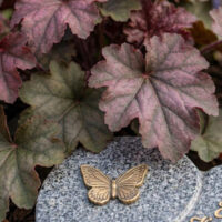 Das Purpurglöckchen (Heuchera) besticht durch seine dekorativen  rötlich-violetten Blätter. Als robuste Blattschmuckpflanze sorgt es das ganze Jahr über für beständige Farbstrukturen und bildet einen harmonischen Kontrast zu den blühenden Frühlingsboten.