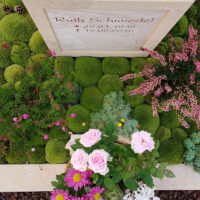 Die lebendige Bepflanzung: Die Grabfläche ist mit einer sattgrünen Moosschicht bedeckt  die eine weiche  hügelige Struktur bildet. Ergänzt wird dies durch jahreszeitliche Akzente wie rosa blühendes Heidekraut und Sukkulente