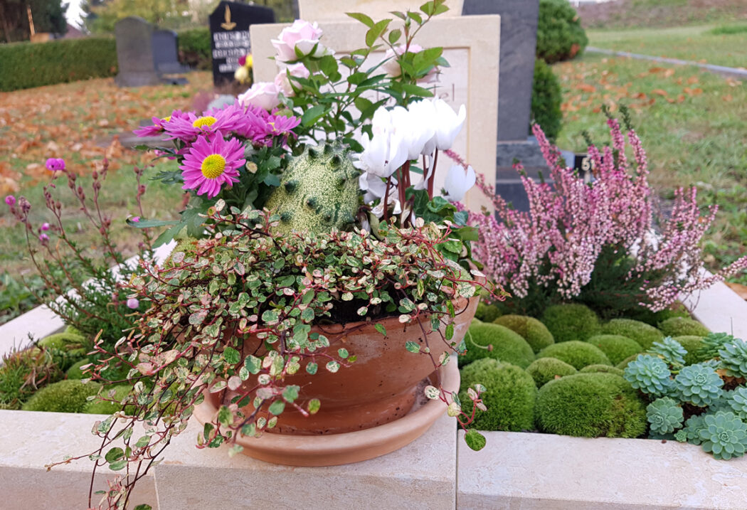 Die Grabfläche ist mit einer sattgrünen Moosschicht bedeckt  die eine weiche  hügelige Struktur bildet. Ergänzt wird dies durch jahreszeitliche Akzente wie rosa blühendes Heidekraut und Sukkulenten. Eine Tonschale mit weißen Alpenveilchen sorgt für eine zusätzliche  gepflegte Ebene der floralen Dekoration.