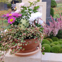 Die Grabfläche ist mit einer sattgrünen Moosschicht bedeckt  die eine weiche  hügelige Struktur bildet. Ergänzt wird dies durch jahreszeitliche Akzente wie rosa blühendes Heidekraut und Sukkulenten. Eine Tonschale mit weißen Alpenveilchen sorgt für eine zusätzliche  gepflegte Ebene der floralen Dekoration.