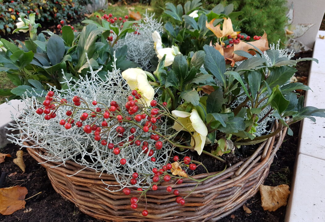 Allerheiligen Pflanzschale Schneerose Als Schmuckelement für Allerheiligen schmückt ein Pflanzkorb bestückt mit Stacheldrahtpflanzen Christrosen und Hagebuttenzweigen das Grab.