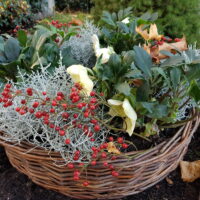Allerheiligen Pflanzschale Schneerose Als Schmuckelement für Allerheiligen schmückt ein Pflanzkorb bestückt mit Stacheldrahtpflanzen Christrosen und Hagebuttenzweigen das Grab.